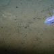 An Amperima holothurian sea cucumber in a bed of manganese nodules. Image: Diva Amon and Craig Smith, University of Hawai’i at Mānoa